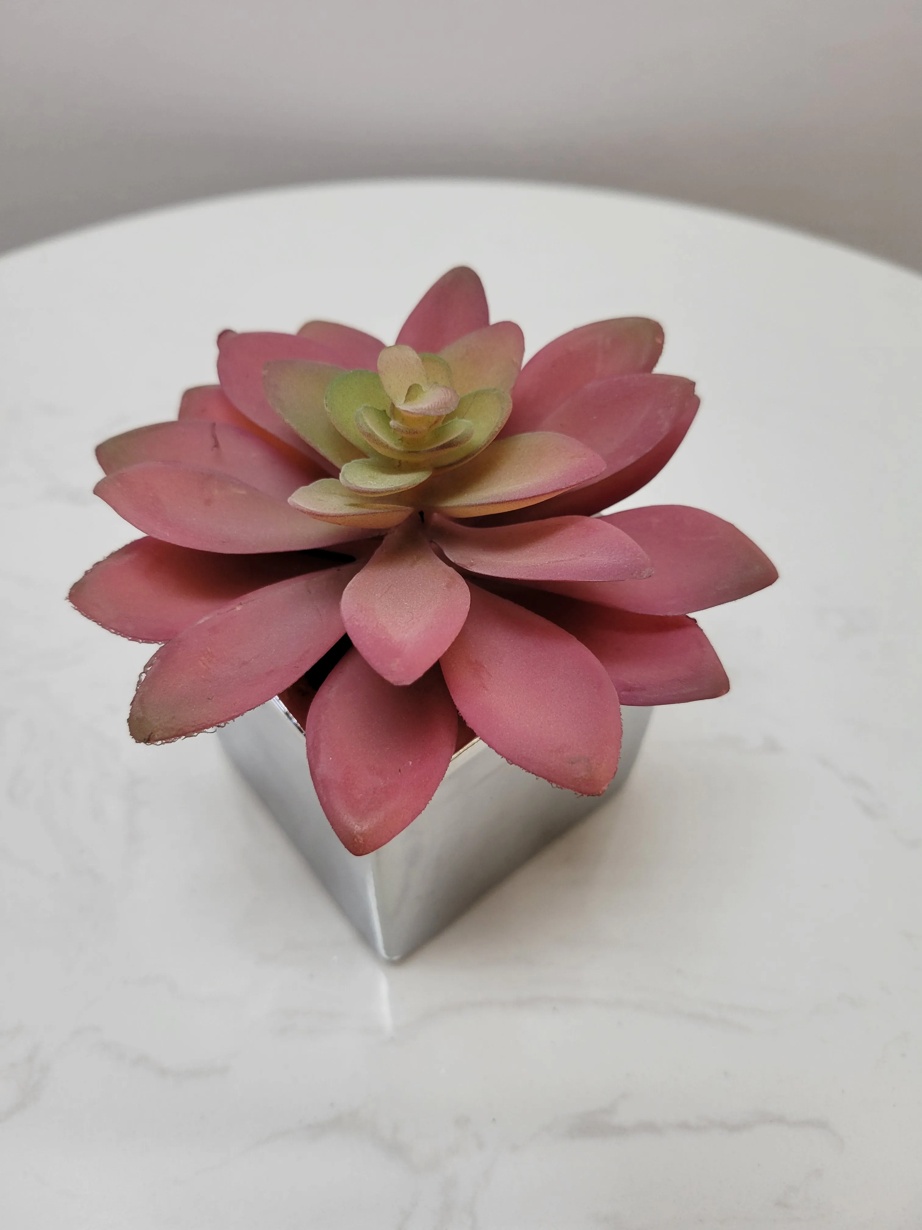 4.75" Succulent in Silver Pot - Cacti Collection